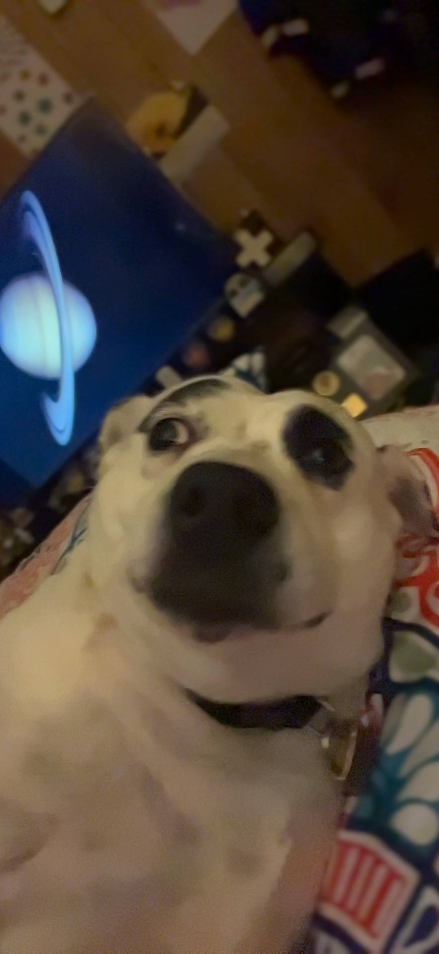 Gigi joined the competition — help win amazing prizes! canidae, carnivore, collar, companion_dog, dog, dog_breed, dog_collar, ear, fawn, fur, guard_dog, head, jaw, non_sporting_group, selfie, snout, sporting_group, whiskers, white, working_animal