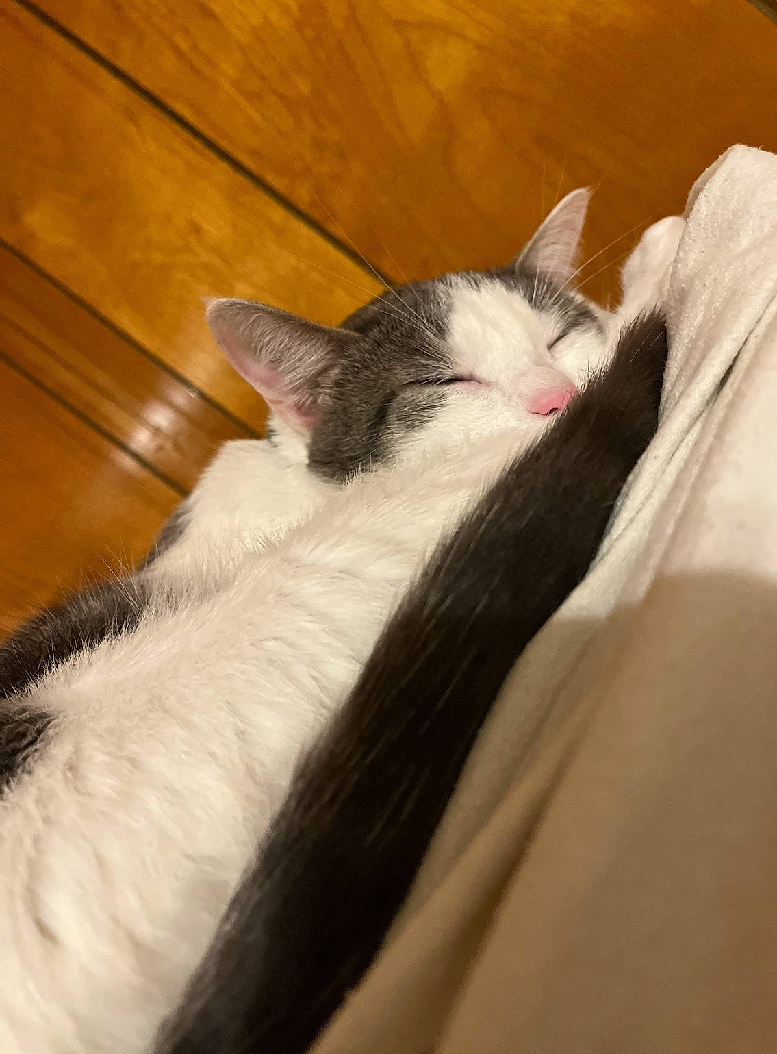 Penny joined the competition — help win amazing prizes! canidae, carnivore, cat, claw, comfort, domestic_short_haired_cat, felidae, foot, fur, hardwood, human_leg, nap, paw, small_to_medium_sized_cats, snout, tail, varnish, whiskers, wood, wood_stain