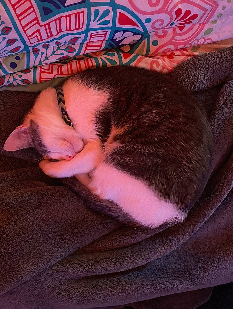 Penny is registered to the contest to win money with this photo: canidae, carnivore, cat, comfort, companion_dog, fawn, felidae, foot, fur, human_leg, leg, linens, magenta, nail, paw, pink, small_to_medium_sized_cats, snout, tail, whiskers