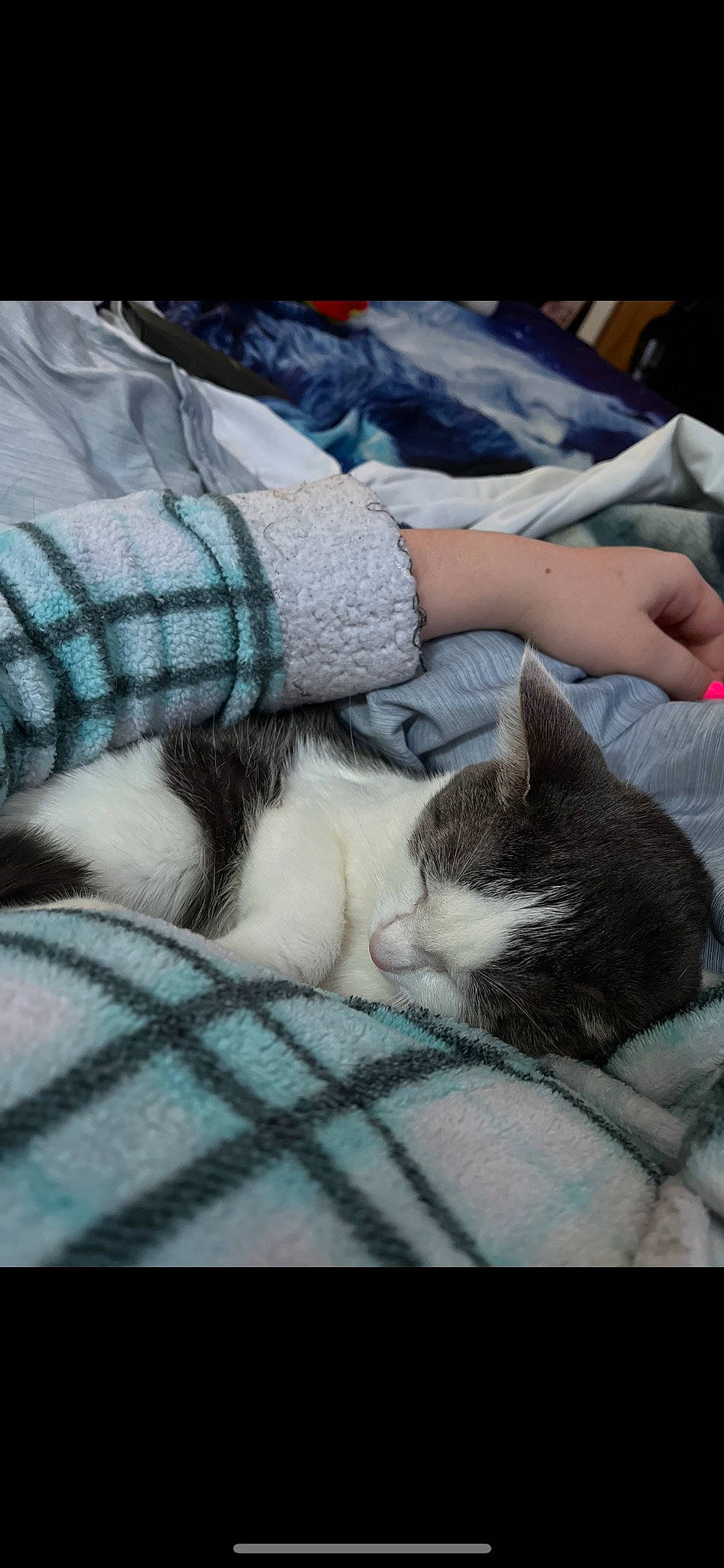 Penny is registered to the contest to win money with this photo: carnivore, cat, comfort, companion_dog, domestic_short_haired_cat, felidae, fur, grey, human_leg, linens, nap, pattern, paw, small_to_medium_sized_cats, snapshot, tail, tartan, textile, vertebrate, whiskers