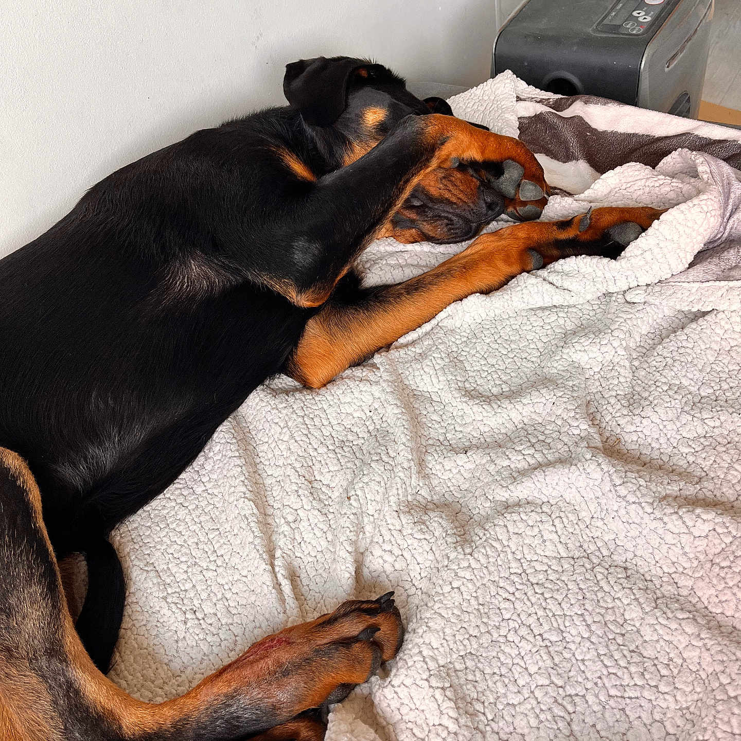 Vicky participe au concours pour gagner de l'argent avec cette photo : animal, bed, bedroom, blanket, canine, computer, computerhardware, dog, dogbed, electronics, furniture, hardware, hound, indoors, person, pet, puppy, quilt, room, sleeping