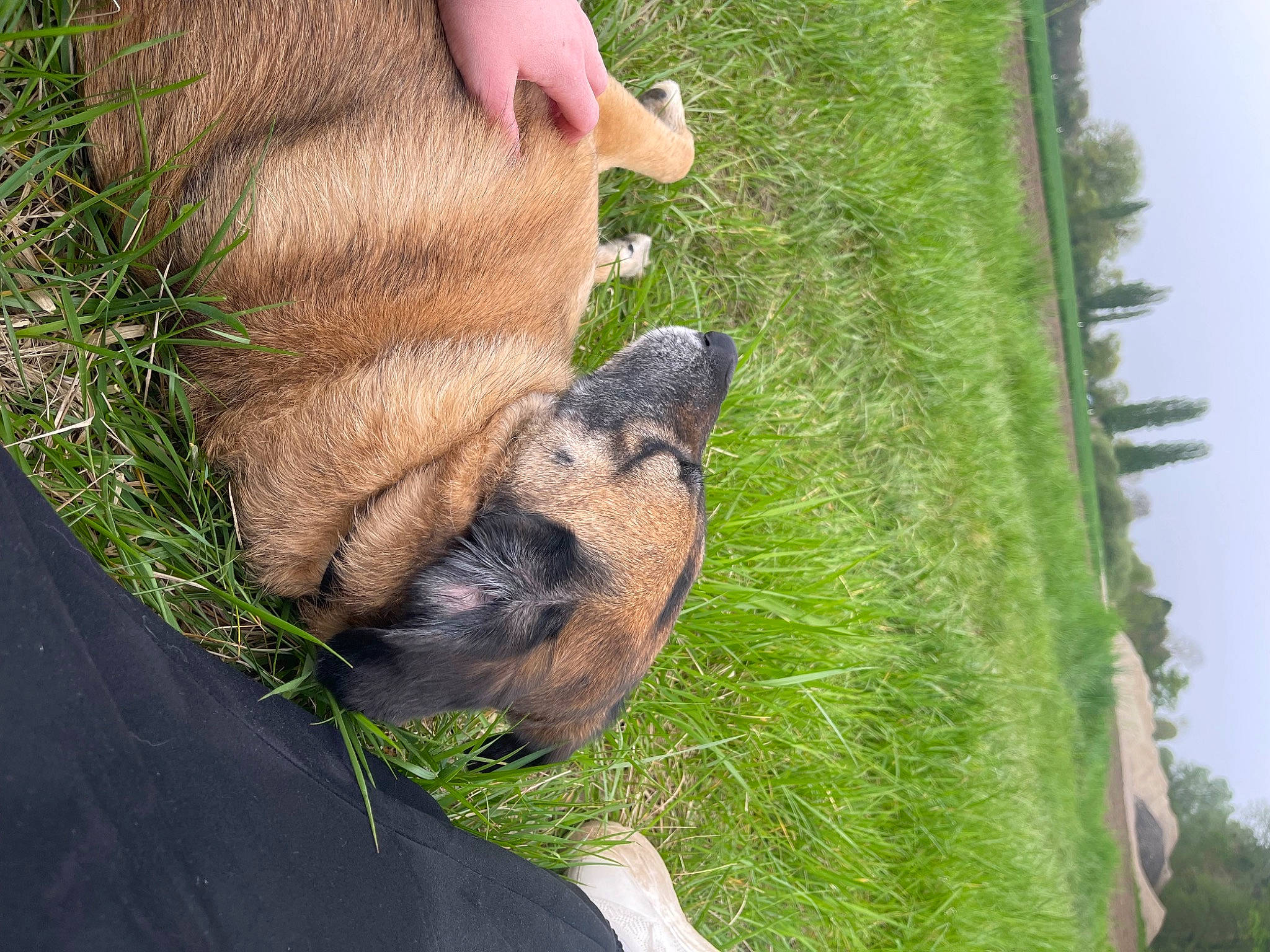 Marlon participe au concours pour gagner de l'argent avec cette photo : adaptation, carnivore, dog_breed, fawn, foot, fur, grass, grass_family, human_leg, organism, people_in_nature, plant, sky, snout, sporting_group, tail, terrestrial_animal, tree, trunk, wood