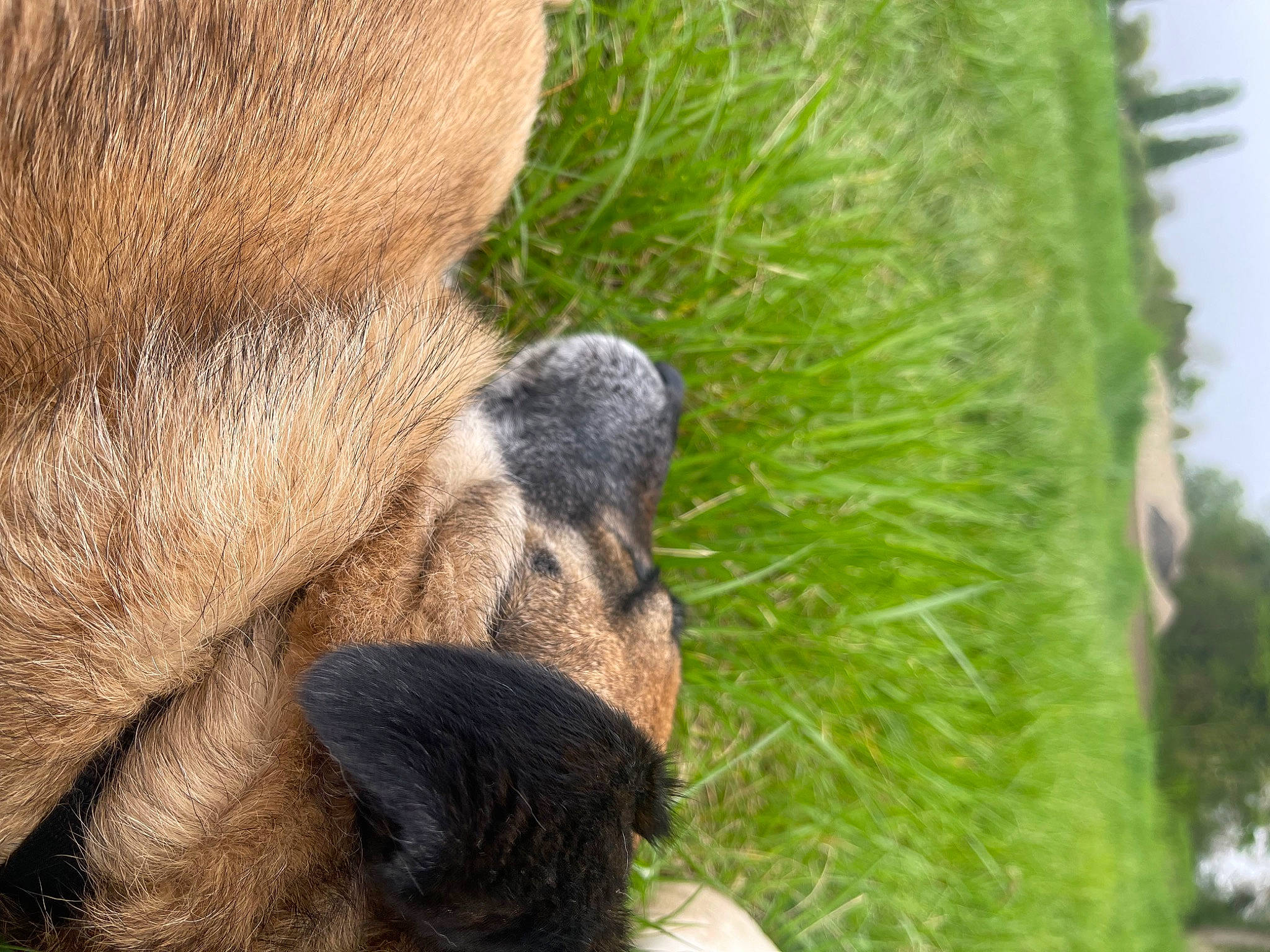 Marlon a rejoint le concours — aidez-le/la à gagner de superbes lots ! annual_plant, foot, fur, grass, groundcover, liver, paw, plant, primate, shrub, shrubland, snout, terrestrial_animal, terrestrial_plant, trunk, wildlife, working_animal, wrinkle, zoo