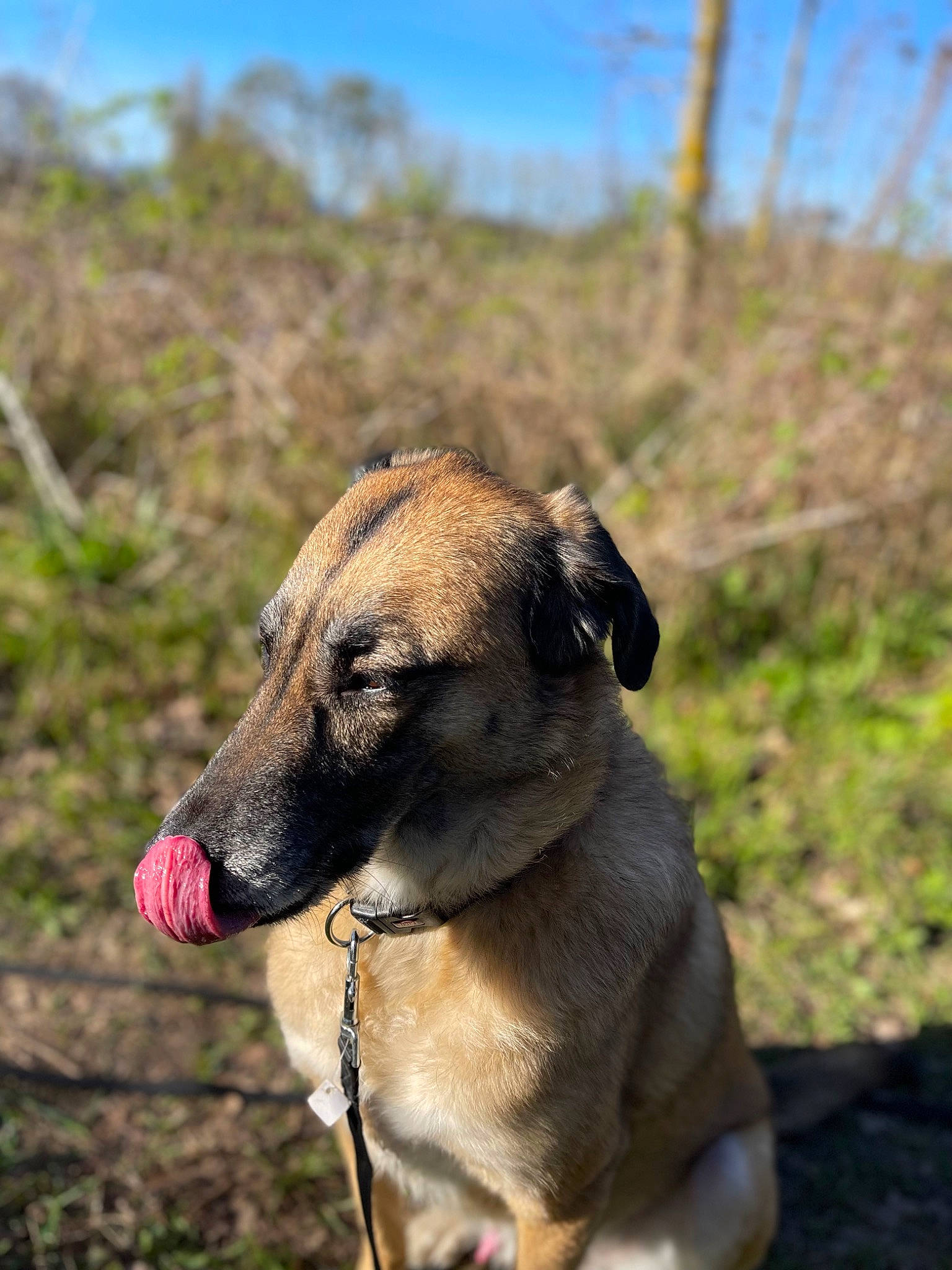 Marlon participe au concours pour gagner de l'argent avec cette photo : biting, canidae, carnivore, collar, companion_dog, dog, dog_breed, dog_collar, dog_supply, fawn, grass, pet_supply, plant, sky, snout, sporting_group, terrestrial_animal, tree, working_animal, working_dog