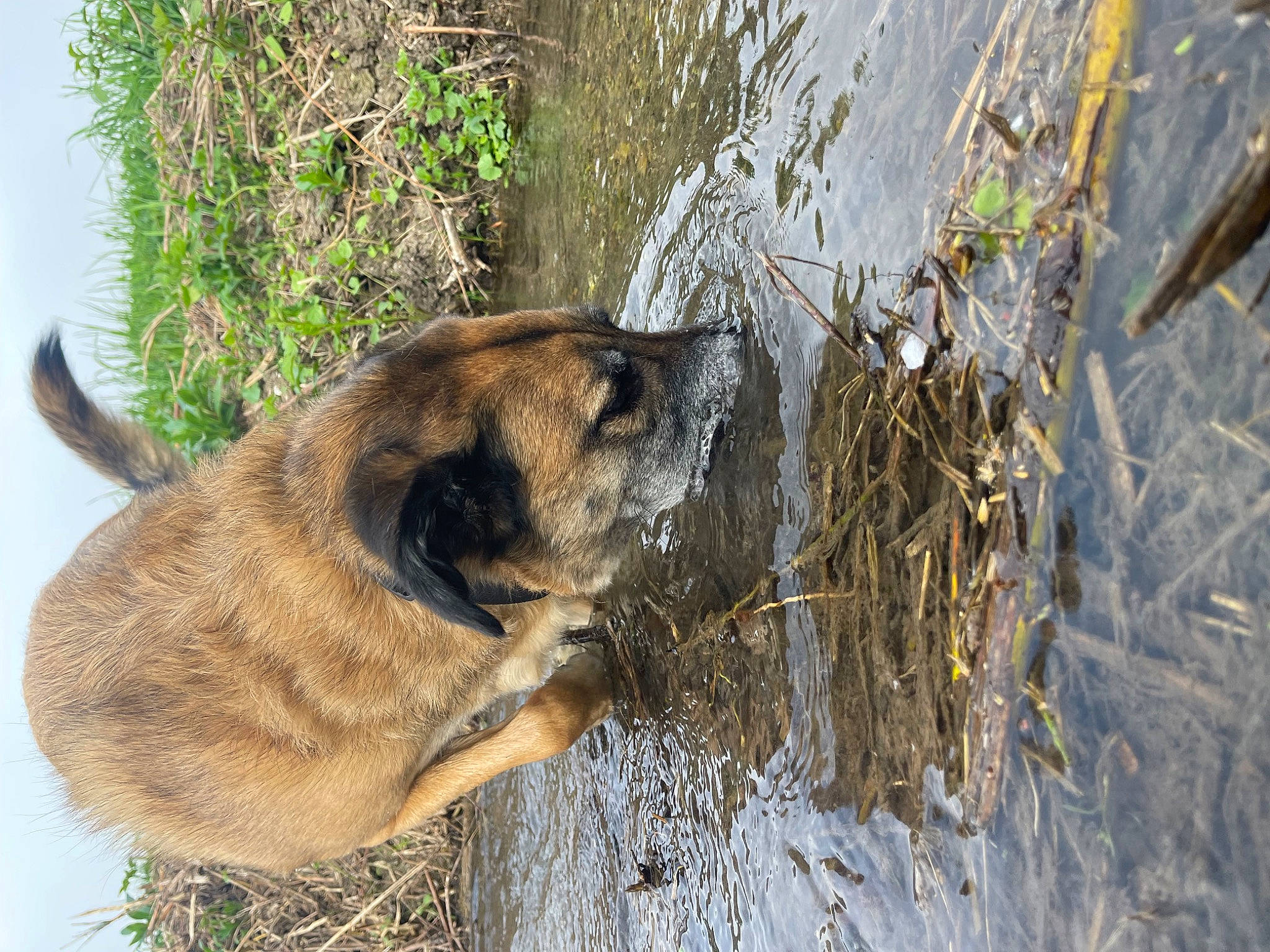 Marlon a rejoint le concours — aidez-le/la à gagner de superbes lots ! canidae, carnivore, collar, dog, dog_breed, fawn, fur, german_shepherd_dog, old_german_shepherd_dog, plant, snout, tail, terrestrial_animal, twig, wildlife, wood, working_animal, working_dog