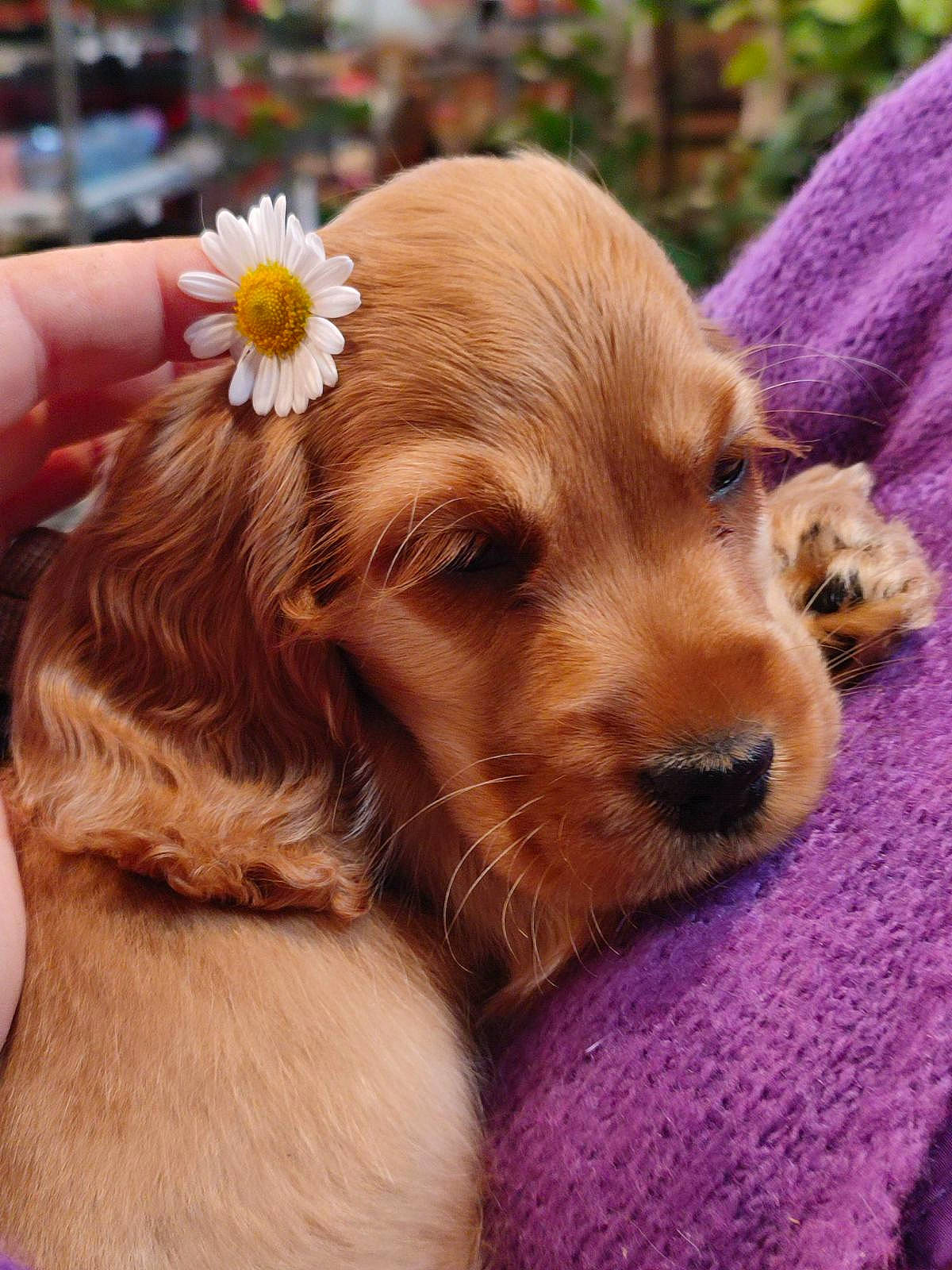 Fleur participe au concours pour gagner de l'argent avec cette photo : canidae, carnivore, cocker_spaniel, companion_dog, dog, dog_breed, ear, fawn, flower, fur, gun_dog, liver, paw, puppy_love, snout, spaniel, sporting_group, toy_dog, whiskers, working_animal