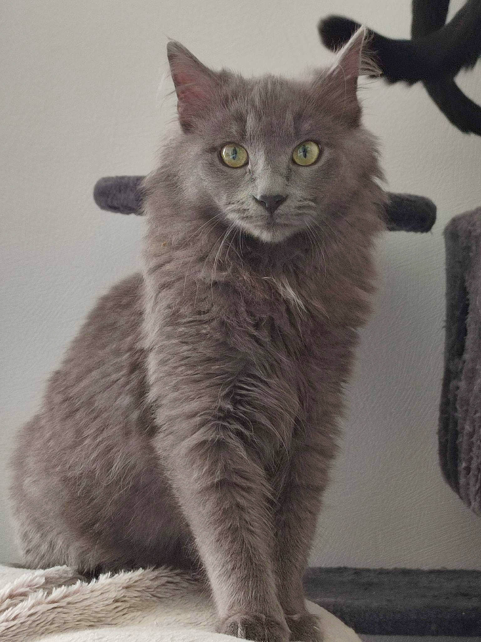 Dior participe au concours pour gagner de l'argent avec cette photo : carnivore, cat, domestic_short_haired_cat, felidae, fur, grey, monochrome, monochrome_photography, russian_blue, small_to_medium_sized_cats, snout, tail, terrestrial_animal, whiskers