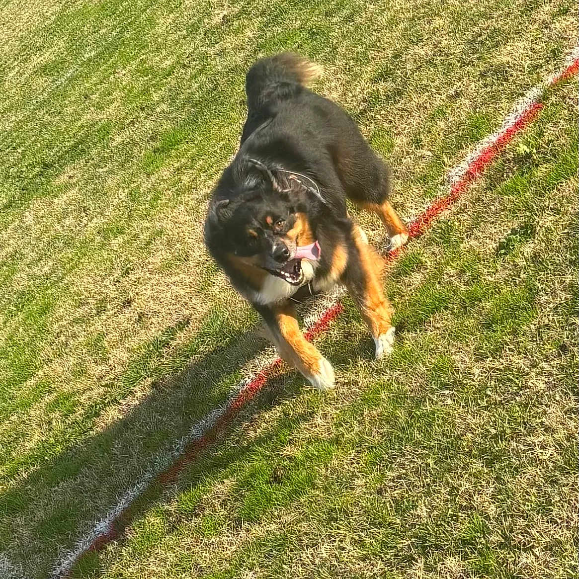 Rouxy a rejoint le concours — aidez-le/la à gagner de superbes lots ! dog, running, grass, field, outdoor, sunlight, happy, pet, animal, canine, playful, tongue_out, black_fur, tan_fur, tail, four_legs, grass_field, daytime, nature, energetic