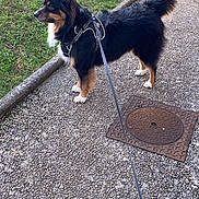 Rouxy participe au concours pour gagner de l'argent avec cette photo : dog, leash, harness, grass, sidewalk, manhole_cover, outdoor, pet, walking, black_fur, brown_fur, white_paws, curb, canine, alert, standing, daylight, path, fur, nature