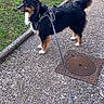 dog, leash, harness, grass, sidewalk, manhole_cover, outdoor, pet, walking, black_fur, brown_fur, white_paws, curb, canine, alert, standing, daylight, path, fur, nature