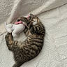 kitten, cat, sleeping, plush_toy, blanket, tabby, fur, cute, cozy, resting, pet, animal, soft, comfort, indoor, texture, pink, white, peaceful, young
