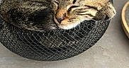 Loky a rejoint le concours — aidez-le/la à gagner de superbes lots ! animal, cat, cozy, curled_up, cute, ears, face, feline, fur, indoor, kitten, mesh_basket, nose, peaceful, pet, resting, sleeping, small, tabby, whiskers