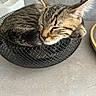 Loky a rejoint le concours — aidez-le/la à gagner de superbes lots ! cat, kitten, sleeping, tabby, mesh_basket, curled_up, indoor, pet, fur, whiskers, ears, face, nose, resting, cozy, cute, animal, small, peaceful, feline