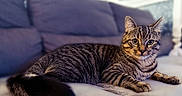 Loky participe au concours pour gagner de l'argent avec cette photo : cat, tabby_cat, pet, animal, feline, indoor, couch, sofa, fur, whiskers, tail, ears, eyes, relaxing, resting, home, cozy, domestic, cute, portrait