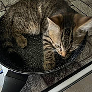Loky a rejoint le concours — aidez-le/la à gagner de superbes lots ! kitten, cat, tabby, frying_pan, stovetop, kitchen, pet, animal, curious, striped, fur, domestic_cat, young_cat, indoor, cooking_utensil, black_handle, tile_floor, closeup, playful, resting