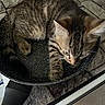 kitten, cat, tabby, frying_pan, stovetop, kitchen, pet, animal, curious, striped, fur, domestic_cat, young_cat, indoor, cooking_utensil, black_handle, tile_floor, closeup, playful, resting