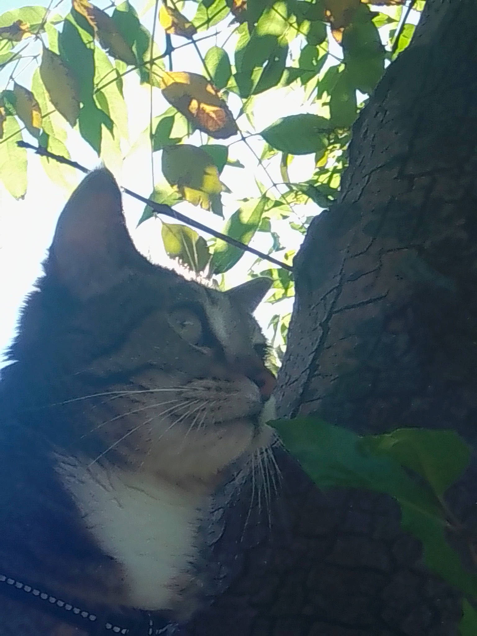 Tobi joined the competition — help win amazing prizes! carnivore, cat, domestic_short_haired_cat, electric_blue, felidae, fur, grass, plant, shadow, sky, small_to_medium_sized_cats, snout, tail, tints_and_shades, tree, trunk, twig, whiskers, wildlife, wood