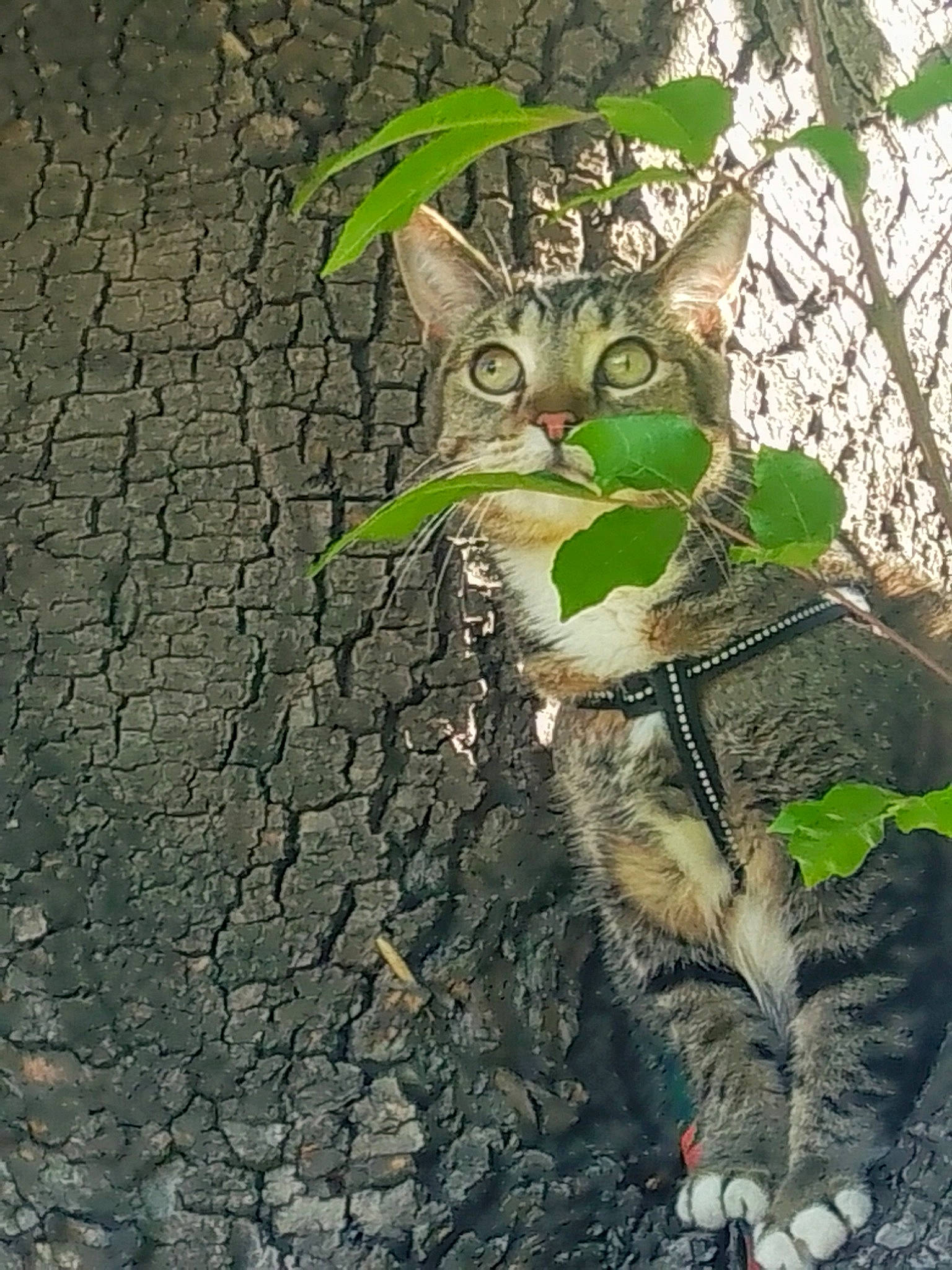 Tobi joined the competition — help win amazing prizes! art, asphalt, branch, cat, felidae, fur, grass, organism, plant, road_surface, small_to_medium_sized_cats, snout, soil, tail, terrestrial_animal, tree, trunk, twig, whiskers, wildlife