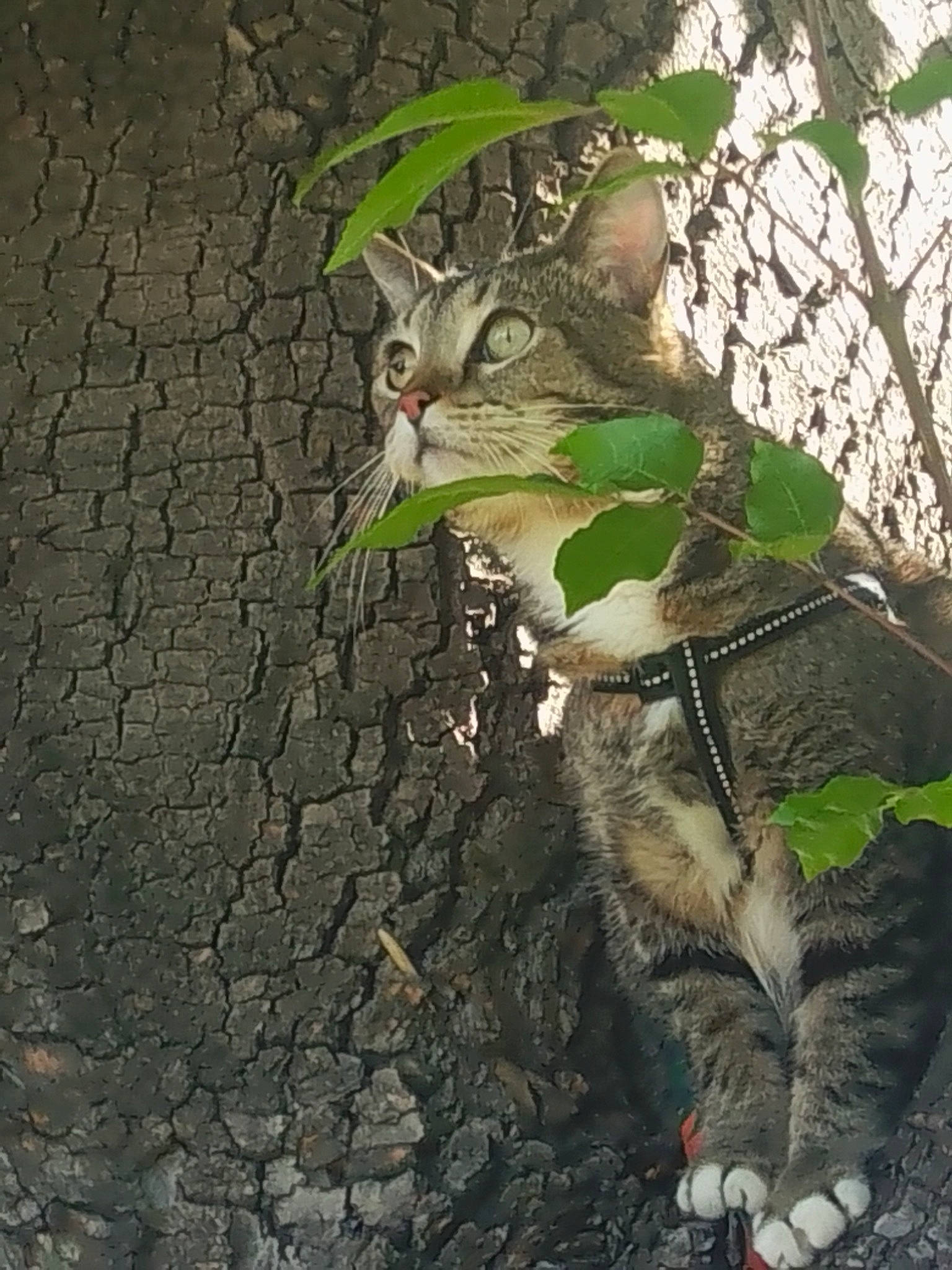 Tobi joined the competition — help win amazing prizes! carnivore, cat, domestic_short_haired_cat, fawn, felidae, fur, grass, plant, road_surface, small_to_medium_sized_cats, snout, soil, tail, terrestrial_animal, terrestrial_plant, tree, trunk, twig, whiskers, wood