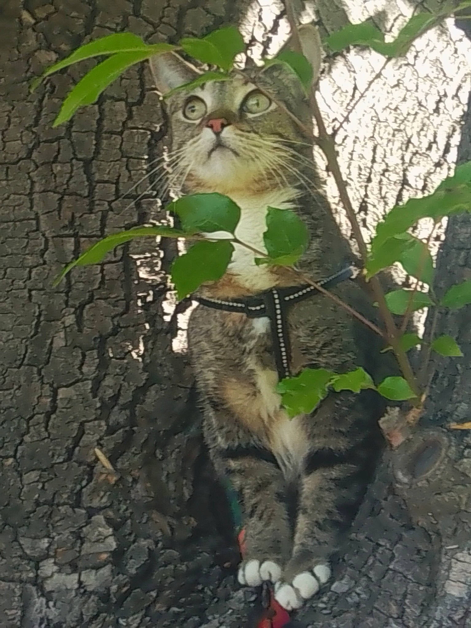 Tobi Littles joined the competition — help win amazing prizes! carnivore, cat, claw, curious, domestic_short_haired_cat, eye, fawn, felidae, fur, grass, organism, plant, small_to_medium_sized_cats, snout, tail, terrestrial_animal, tree, trunk, twig, whiskers