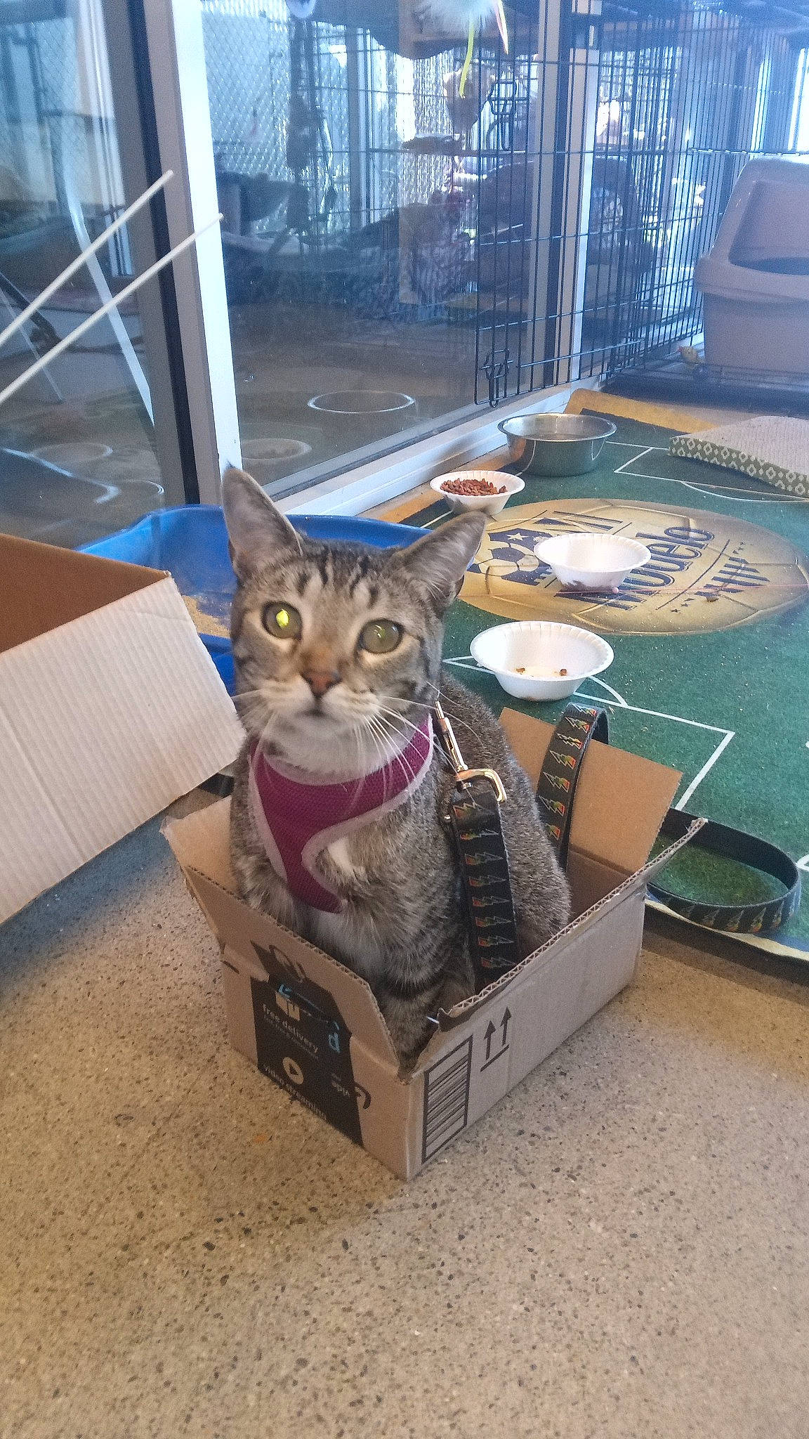 Tobi Littles is registered to the contest to win money with this photo: basket, box, cardboard, carnivore, carton, cat, domestic_short_haired_cat, felidae, flooring, fur, packaging_and_labeling, paper_bag, paper_product, pet_supply, shipping_box, small_to_medium_sized_cats, whiskers