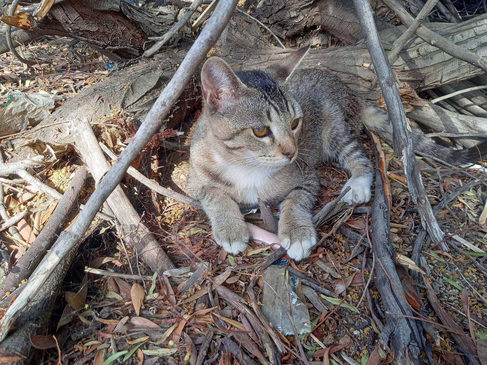 Tobi Littles is registered to the contest to win money with this photo: branch, carnivore, cat, domestic_short_haired_cat, fawn, felidae, fur, grass, groundcover, plant, small_to_medium_sized_cats, snout, soil, tail, terrestrial_animal, tree, trunk, twig, whiskers, wood