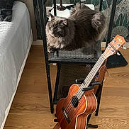 Coco a rejoint le concours — aidez-le/la à gagner de superbes lots ! cat, fluffy_cat, longhaired_cat, pet, animal, sitting, lounging, chair, metal_chair, ukulele, musical_instrument, string_instrument, bedroom, bed, wooden_floor, wallpaper, indoor, home, cozy, brown_fur