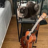cat, fluffy_cat, longhaired_cat, pet, animal, sitting, lounging, chair, metal_chair, ukulele, musical_instrument, string_instrument, bedroom, bed, wooden_floor, wallpaper, indoor, home, cozy, brown_fur