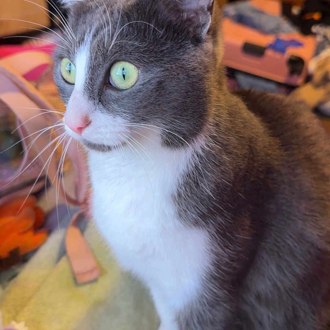 Evee joined the competition — help win amazing prizes! cat, gray_cat, white_cat, pet, feline, indoor, closeup, green_eyes, whiskers, fur, curious, toy, blanket, cozy, domestic, animal, cute, side_view, soft_light, household