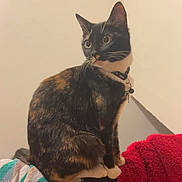 Callie joined the competition — help win amazing prizes! cat, tortoiseshell_cat, black_cat, pet, indoor, towel, collar, feline, curious, sitting, animal, domestic, household, mammal, whiskers, ears, fur, looking_away, resting, soft_texture