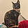 Callie