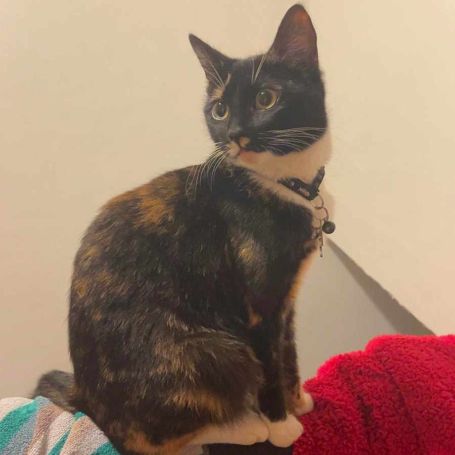 Callie joined the competition — help win amazing prizes! animal, black_cat, cat, collar, curious, domestic, ears, feline, fur, household, indoor, looking_away, mammal, pet, resting, sitting, soft_texture, tortoiseshell_cat, towel, whiskers