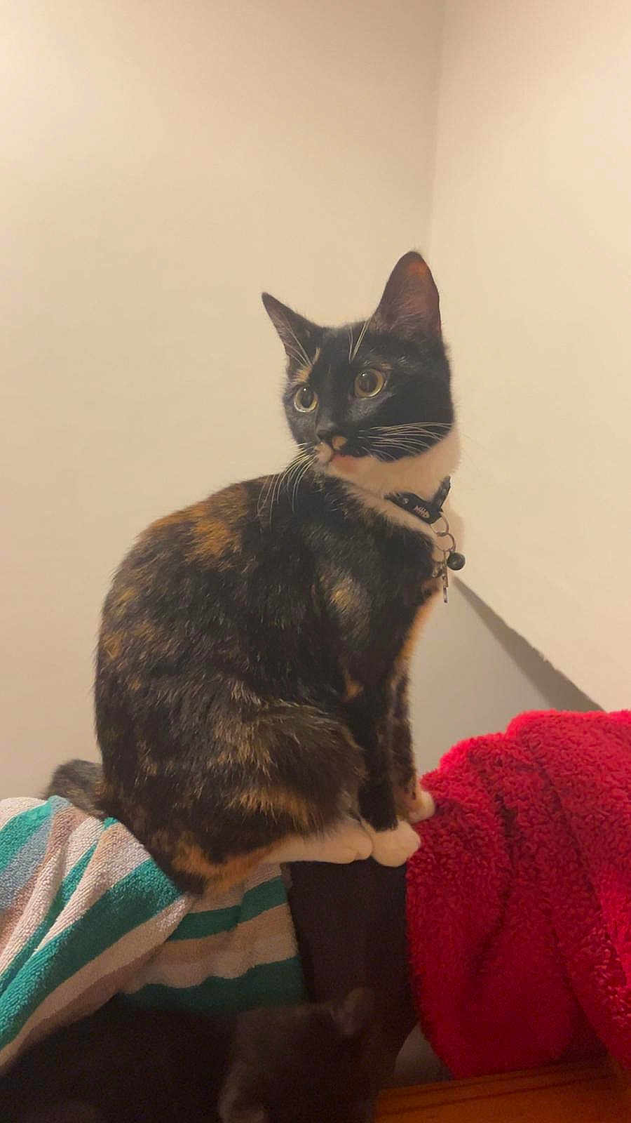 Callie