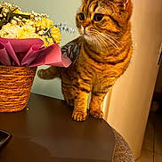 Chips participe au concours pour gagner de l'argent avec cette photo : cat, cozy, curious, decor, domestic_animal, ears, feline, flower_basket, home, indoor, orange_brown, paws, pet, pink_wrapping, still_life, striped, tabby, table, whiskers, yellow_flowers