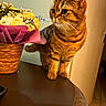 cat, cozy, curious, decor, domestic_animal, ears, feline, flower_basket, home, indoor, orange_brown, paws, pet, pink_wrapping, still_life, striped, tabby, table, whiskers, yellow_flowers