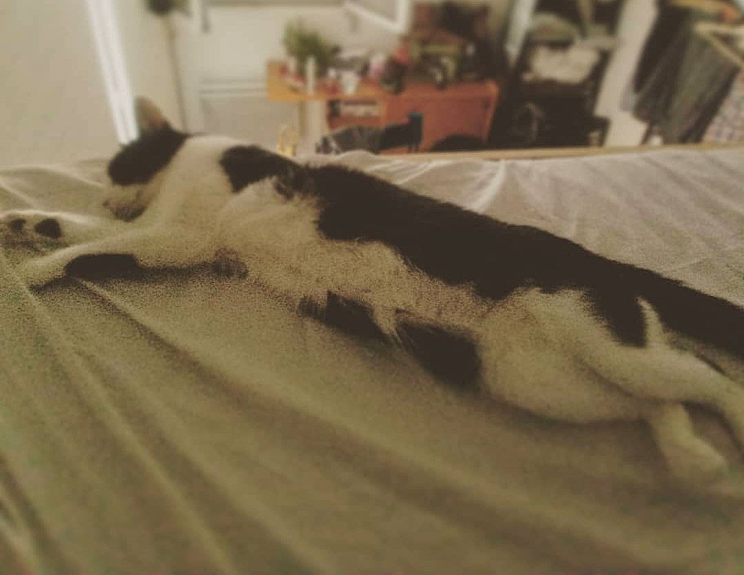 Liv participe au concours pour gagner de l'argent avec cette photo : canidae, carnivore, cat, dog_breed, felidae, paw, small_to_medium_sized_cats, tail, whiskers