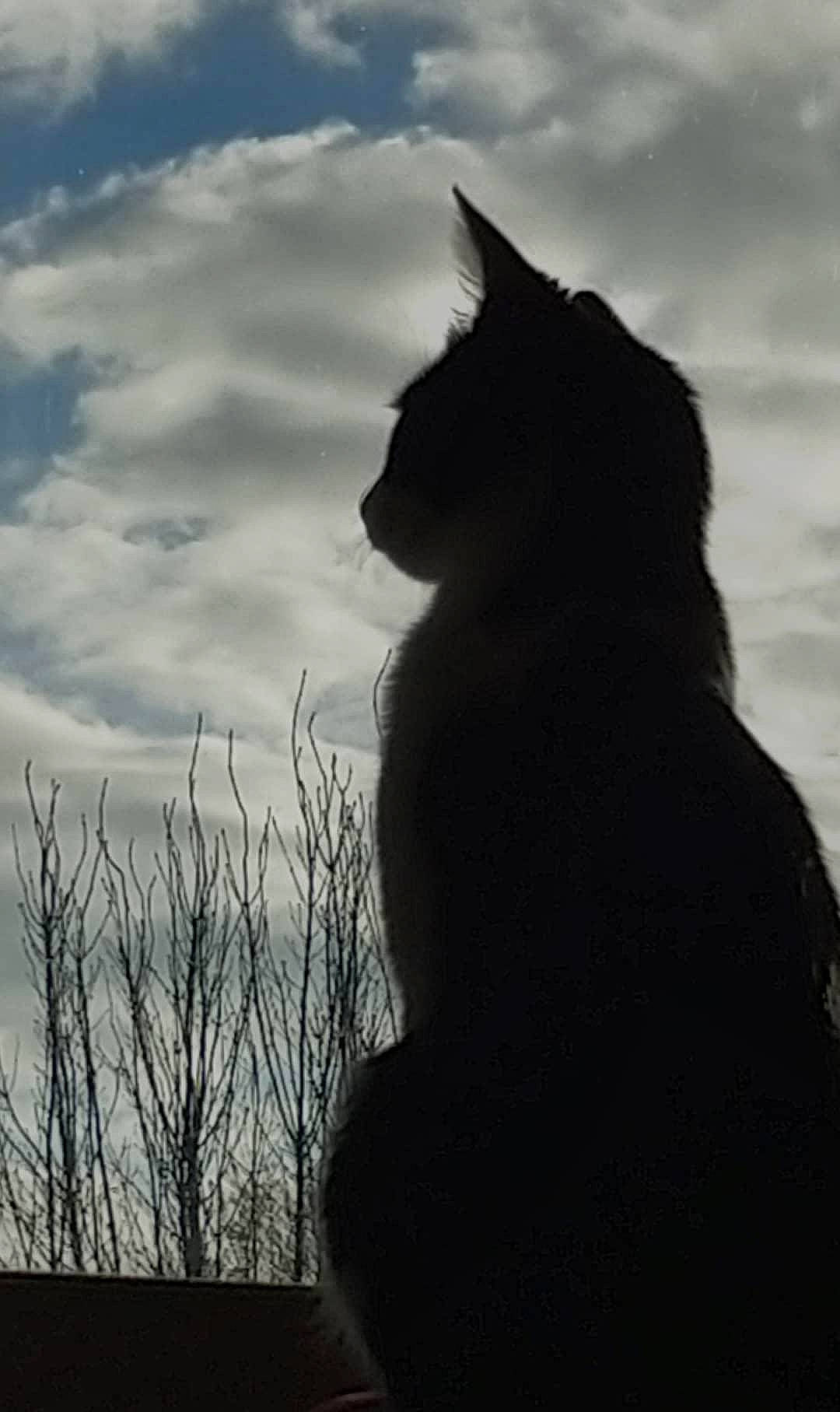 Liv participe au concours pour gagner de l'argent avec cette photo : atmosphere, black, black_and_white, black_cat, carnivore, cat, cloud, darkness, felidae, monochrome, monochrome_photography, photography, shadow, silhouette, sky, small_to_medium_sized_cats, snout, whiskers