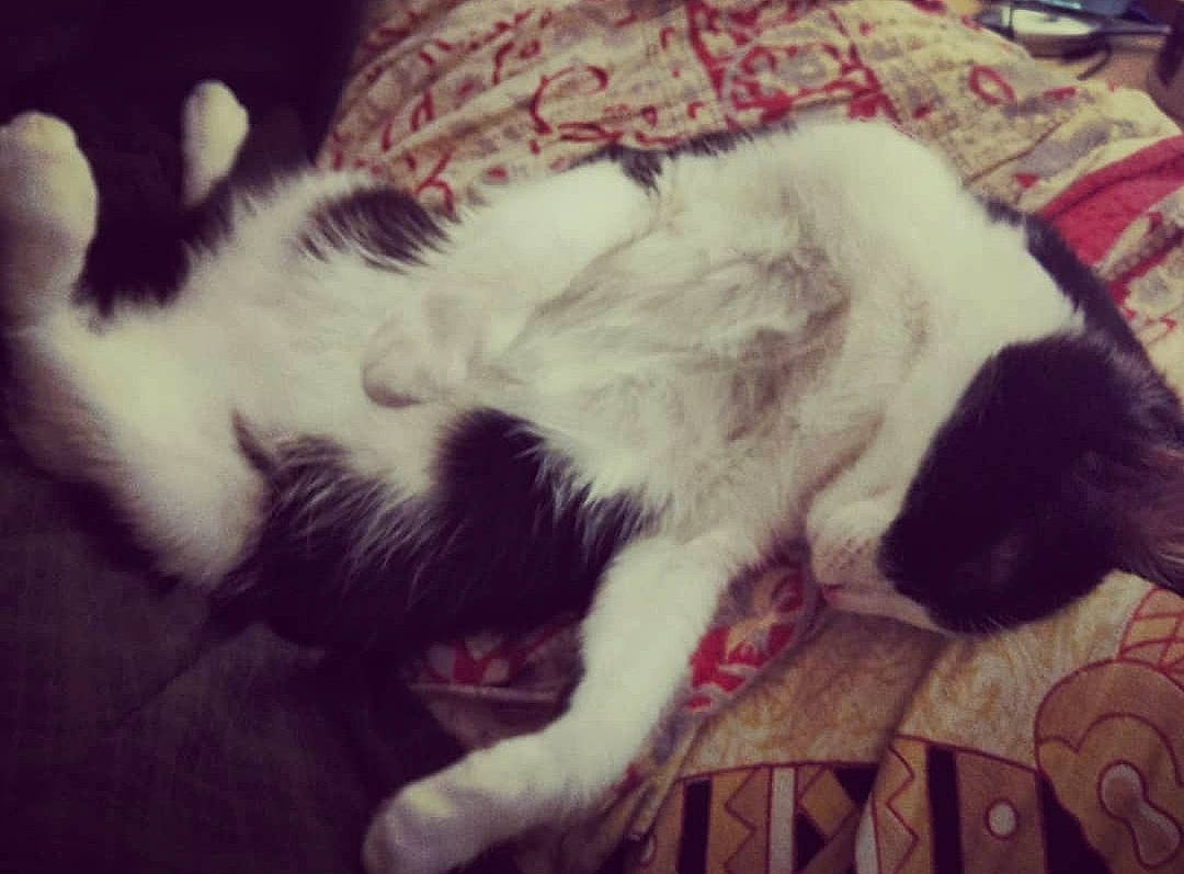 Liv participe au concours pour gagner de l'argent avec cette photo : canidae, carnivore, cat, cloud, companion_dog, ear, felidae, fur, kitten, love, mammal, nap, paw, puppy_love, sky, sleep, small_to_medium_sized_cats, tail, whiskers