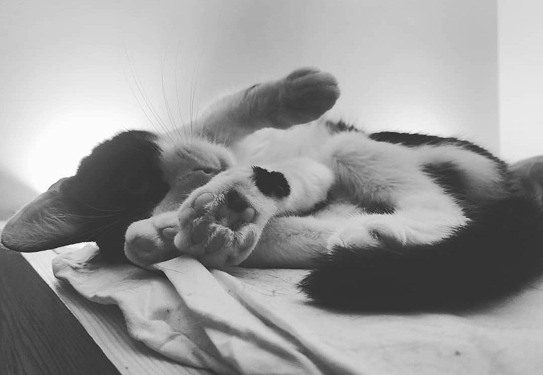Liv a rejoint le concours — aidez-le/la à gagner de superbes lots ! black_and_white, canidae, carnivore, cat, dog, dog_breed, ear, fur, monochrome, monochrome_photography, nap, paw, puppy, sleep, snout, sporting_group, style, whiskers