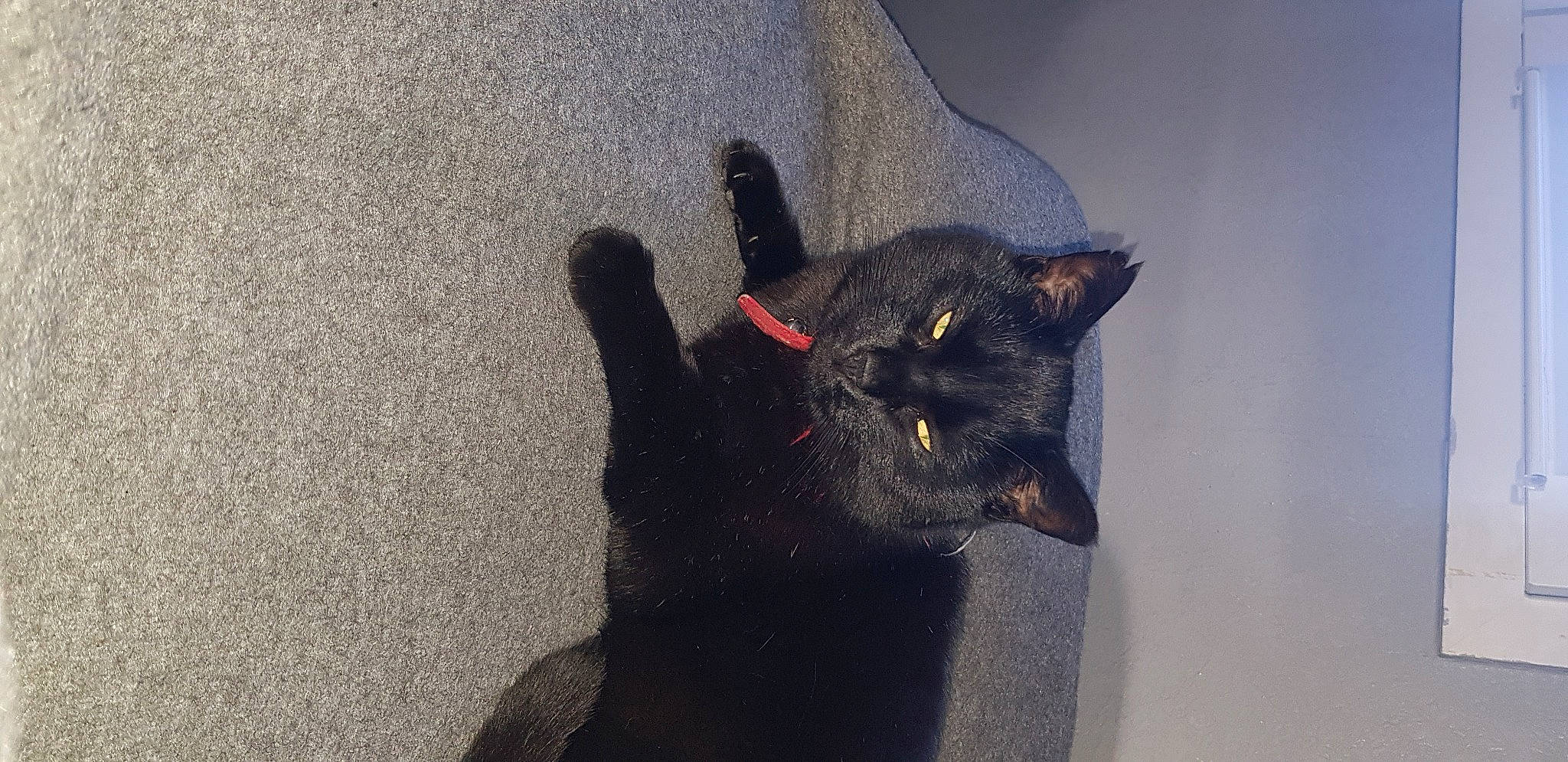 Coquin a rejoint le concours — aidez-le/la à gagner de superbes lots ! black_cat, bombay, carnivore, cat, claw, domestic_short_haired_cat, felidae, fur, gesture, grey, paw, plant, road_surface, shadow, small_to_medium_sized_cats, snout, tail, terrestrial_animal, whiskers