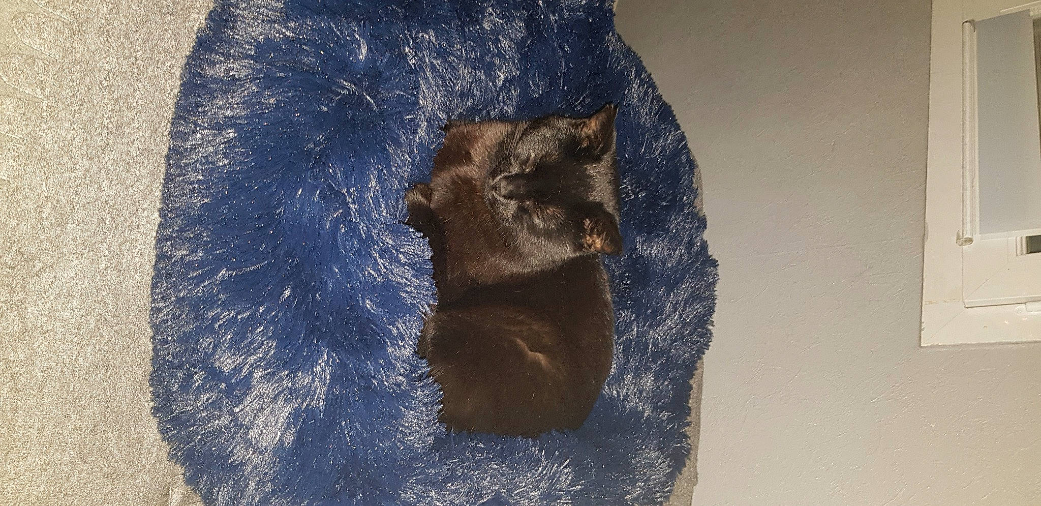 Coquin participe au concours pour gagner de l'argent avec cette photo : art, artifact, bat, collar, denim, dog_breed, electric_blue, fashion_accessory, fur, fur_clothing, grey, pattern, pocket, rock, sleeve, sporting_group, terrestrial_animal, visual_arts, wood, wool