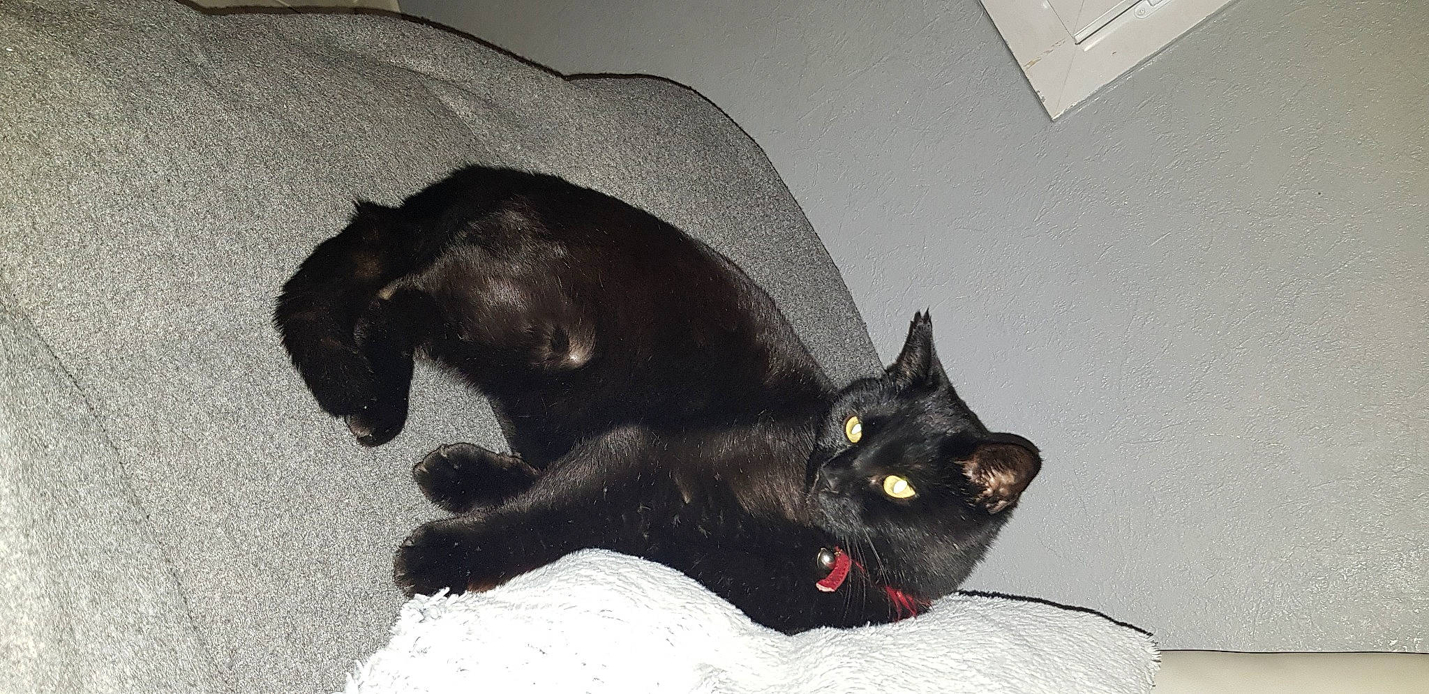 Coquin participe au concours pour gagner de l'argent avec cette photo : black_cat, bombay, canidae, carnivore, cat, claw, comfort, dog_breed, domestic_short_haired_cat, ear, felidae, fur, grey, mammal, paw, small_to_medium_sized_cats, snout, tail, terrestrial_animal, whiskers