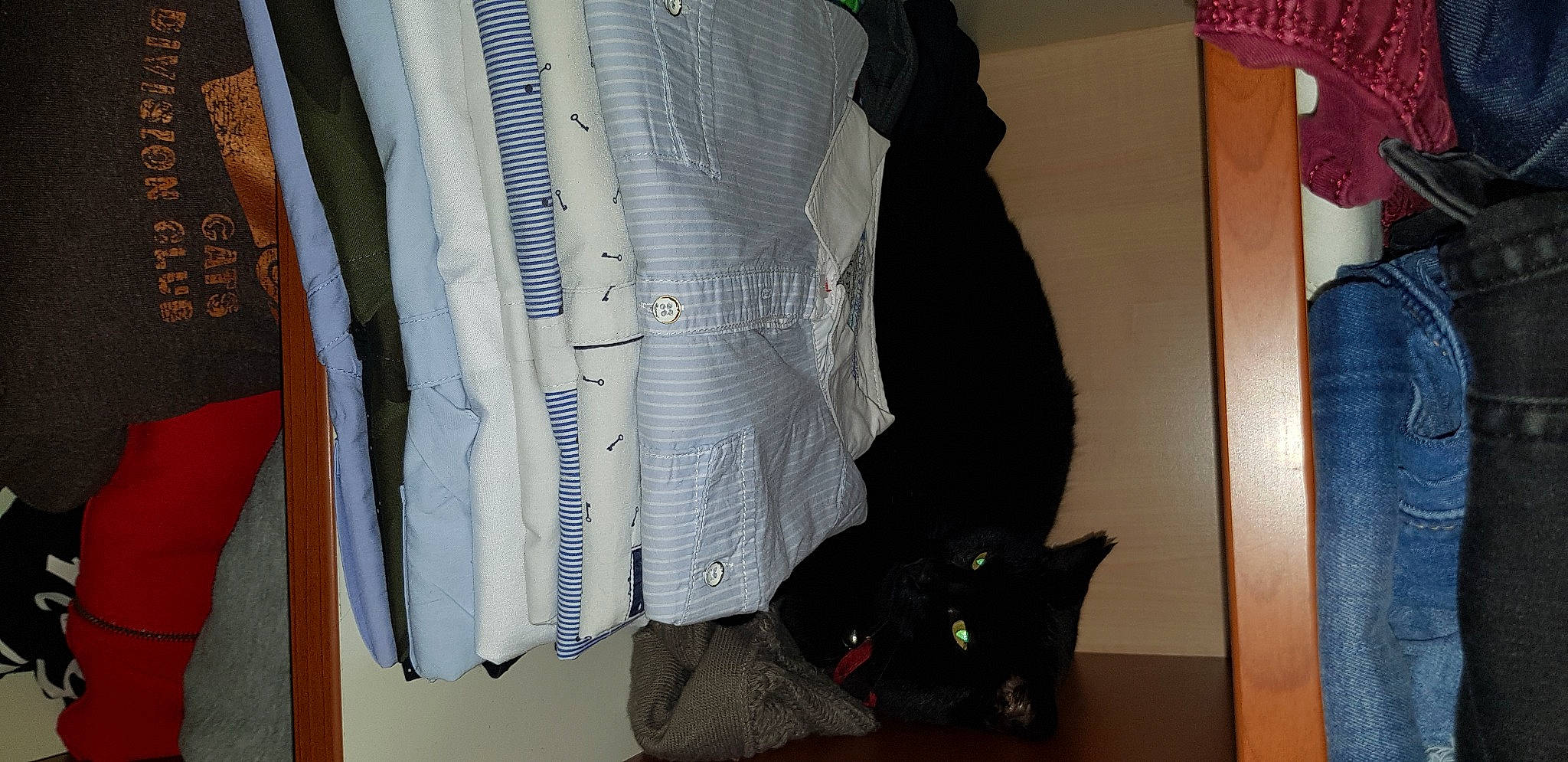 Coquin a rejoint le concours — aidez-le/la à gagner de superbes lots ! black_cat, carnivore, cat, comfort, dog_breed, domestic_short_haired_cat, fashion_accessory, felidae, fur, grey, linens, pattern, personal_protective_equipment, room, sleeve, small_to_medium_sized_cats, tail, whiskers, wood, wool