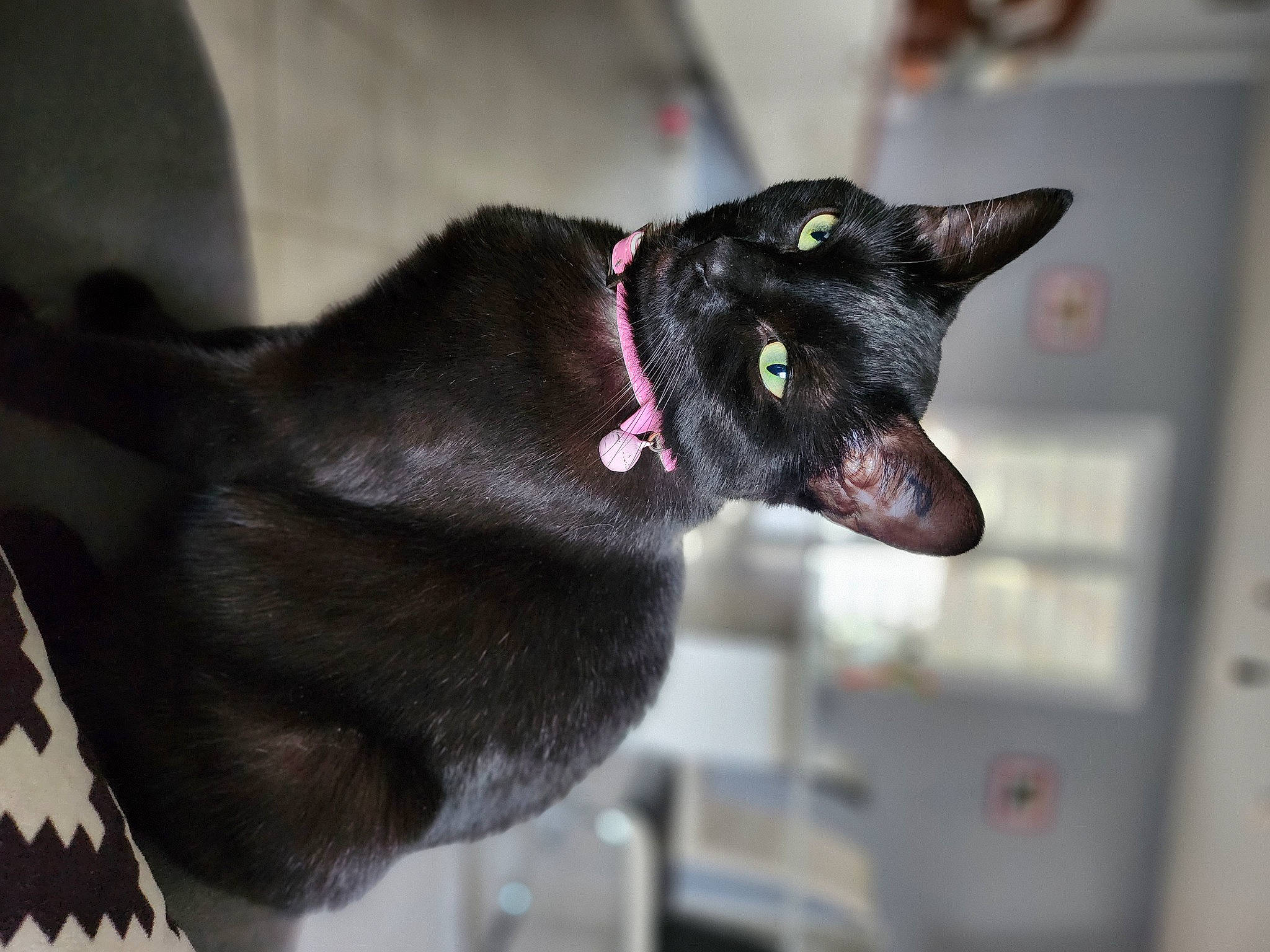 Blacky a rejoint le concours — aidez-le/la à gagner de superbes lots ! black_cat, bombay, carmine, carnivore, cat, collar, domestic_short_haired_cat, ear, fashion_accessory, felidae, fur, havana_brown, small_to_medium_sized_cats, snout, whiskers