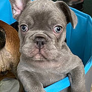 Banks is registered to the contest to win money with this photo: french_bulldog, puppy, blue_eyes, dog, pet, playpen, indoor, living_room, couch, blanket, curious, close_up, animal, young, cute, companion, fur, ears, paws, domestic