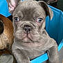 french_bulldog, puppy, blue_eyes, dog, pet, playpen, indoor, living_room, couch, blanket, curious, close_up, animal, young, cute, companion, fur, ears, paws, domestic