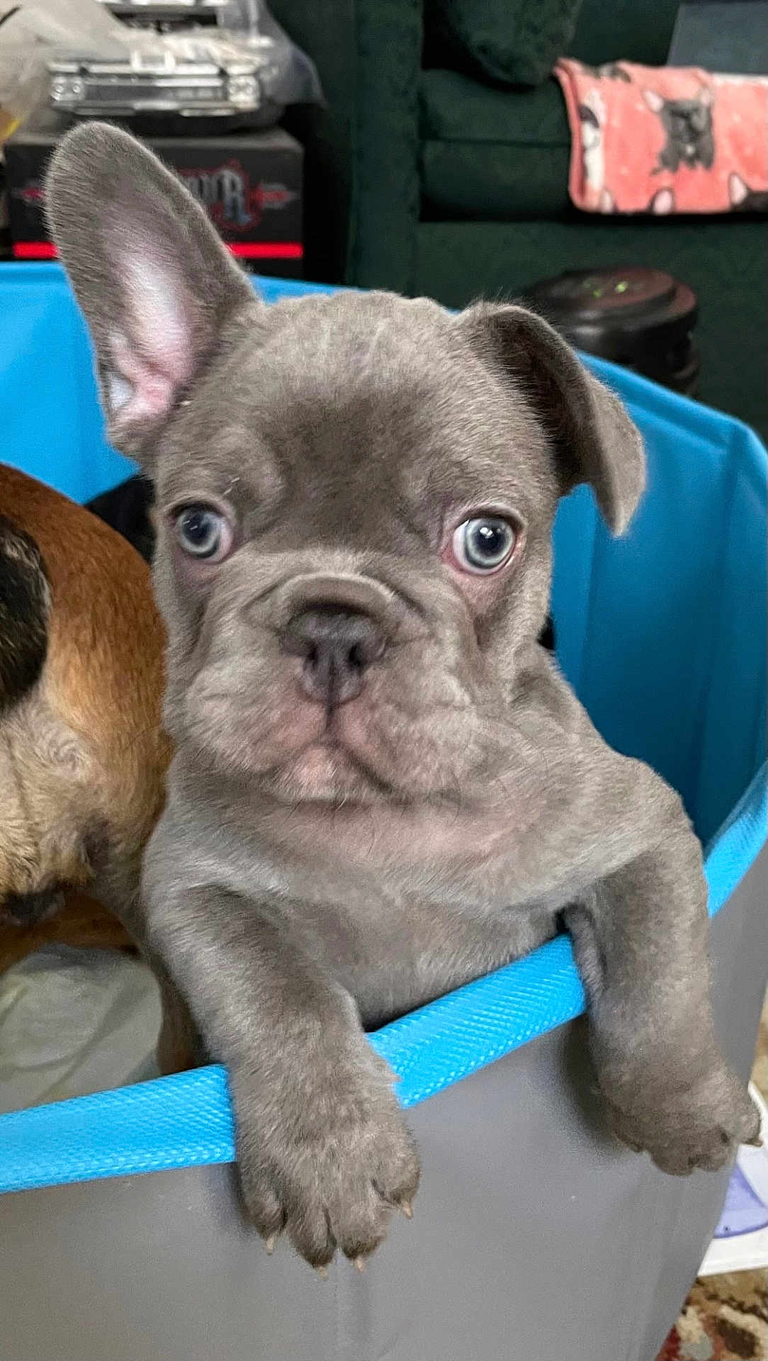 Banks is registered to the contest to win money with this photo: french_bulldog, puppy, blue_eyes, dog, pet, playpen, indoor, living_room, couch, blanket, curious, close_up, animal, young, cute, companion, fur, ears, paws, domestic