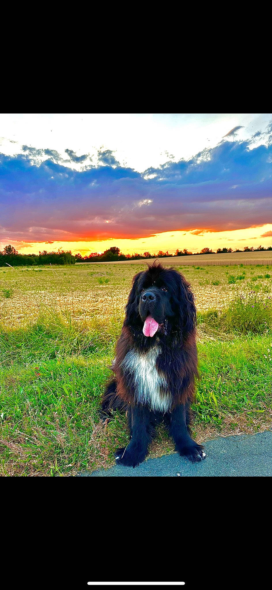Saphyr a rejoint le concours — aidez-le/la à gagner de superbes lots ! canidae, carnivore, cloud, companion_dog, dog, dog_breed, gaddi_kutta, grass, grassland, happy, herding_dog, horizon, landscape, natural_landscape, people_in_nature, plant, sky, sporting_group, sunrise, tints_and_shades