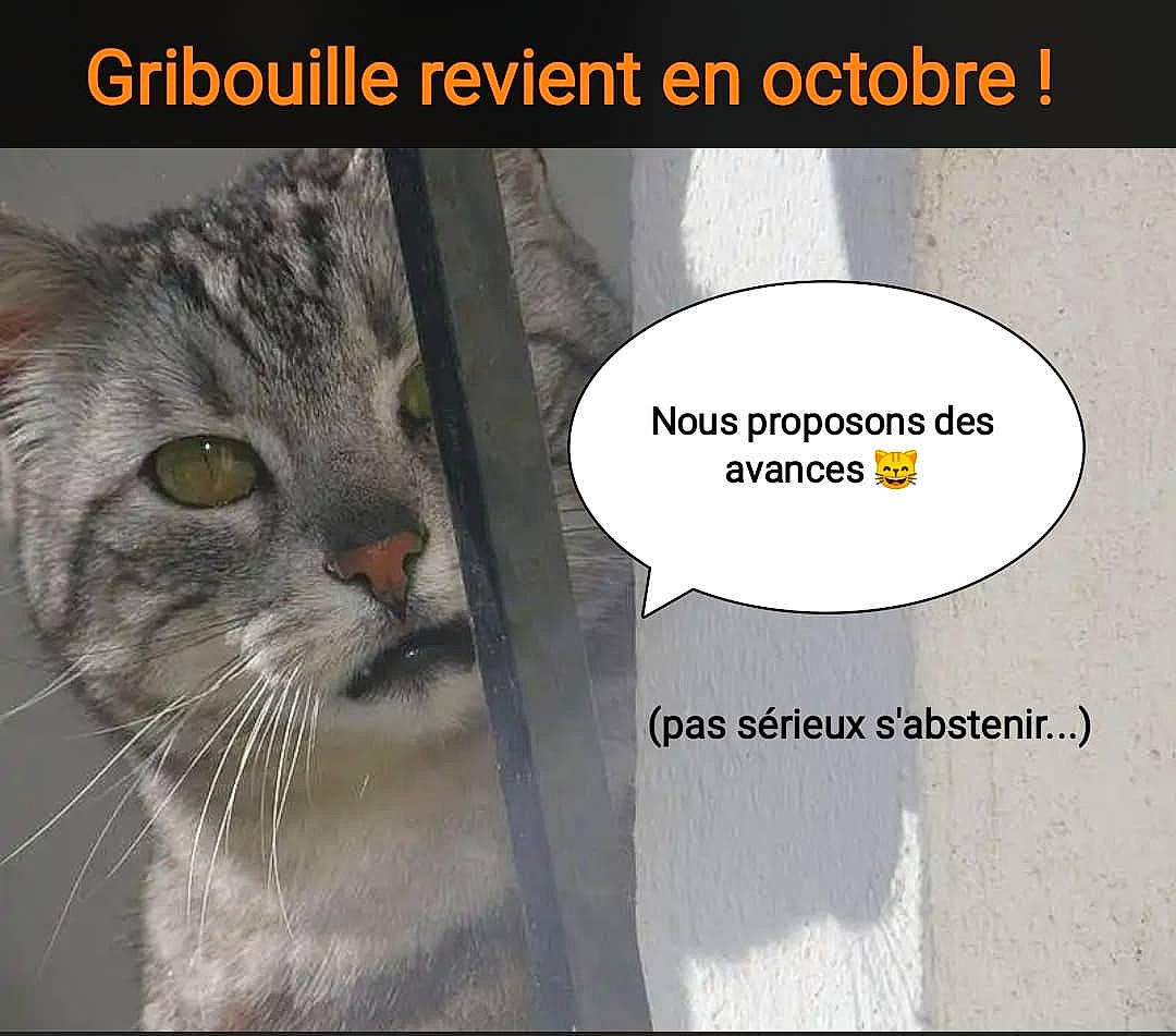 Gribouille a rejoint le concours — aidez-le/la à gagner de superbes lots ! carnivore, cat, domestic_short_haired_cat, eye, felidae, font, fur, internet_meme, paw, photo_caption, rectangle, screenshot, small_to_medium_sized_cats, snout, terrestrial_animal, whiskers, wildlife, window