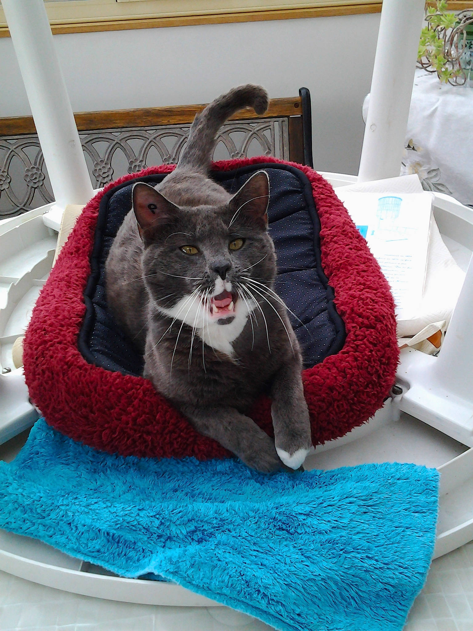 Oggy participe au concours pour gagner de l'argent avec cette photo : carnivore, cat, cat_bed, comfort, domestic_short_haired_cat, felidae, furniture, room, russian_blue, small_to_medium_sized_cats, turquoise, whiskers